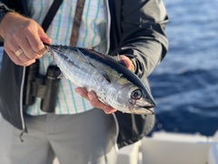 Thunnus atlanticus