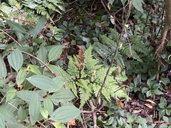 Sceptridium formosanum