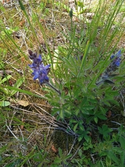 Lupinus bracteolaris