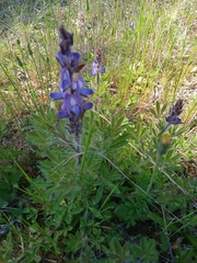 Lupinus bracteolaris