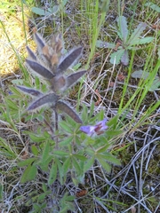 Lupinus bracteolaris