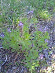 Lupinus bracteolaris