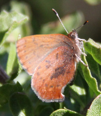 Callophrys augustinus iroides