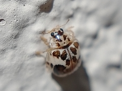 Psyllobora bicongregata