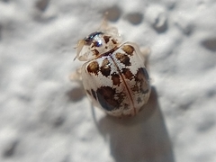 Psyllobora bicongregata