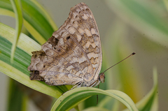 Junonia lemonias
