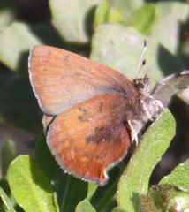Callophrys augustinus iroides