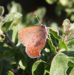 Callophrys augustinus iroides