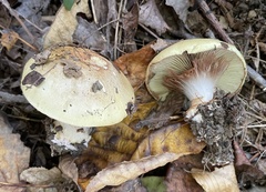 Calonarius olearioides