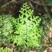 Hymenophyllum punctisorum - Photo (c) Allen Chen, some rights reserved (CC BY-NC), uploaded by Allen Chen