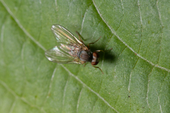 Platypezinae