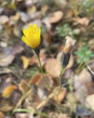 Scorzoneroides autumnalis