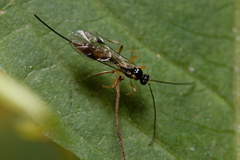 Orthocentrinae