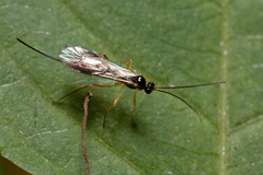 Orthocentrinae