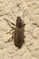 Sitona callosus