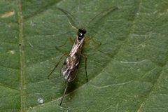 Orthocentrinae