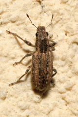 Sitona callosus
