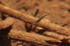 Pseudochondrostoma duriense
