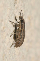 Sitona callosus