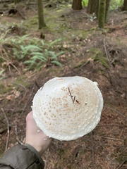 Amanita smithiana
