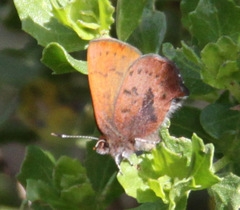 Callophrys augustinus iroides
