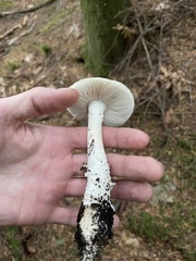 Amanita smithiana