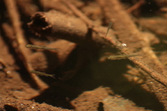 Pseudochondrostoma duriense