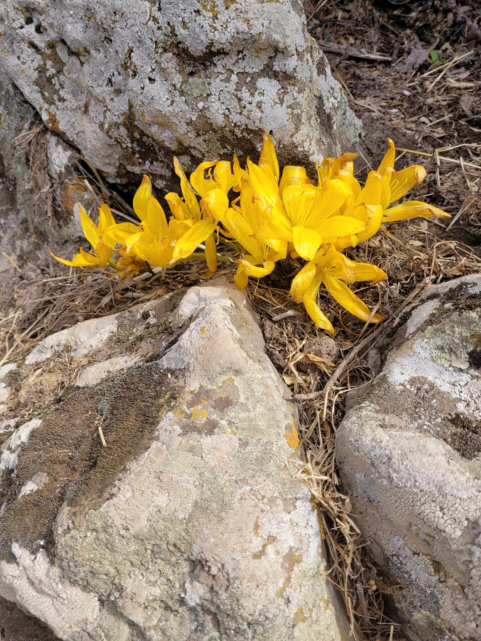 Autumn Crocus