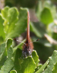 Callophrys augustinus iroides