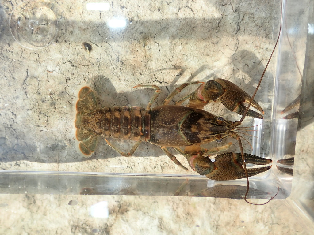 Louisville Crayfish