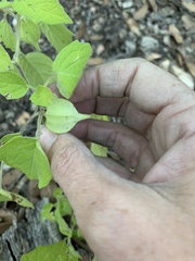 Physalis pubescens