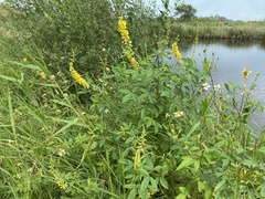 Crotalaria trichotoma