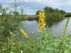 Crotalaria trichotoma