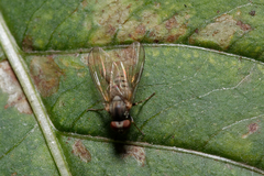 Platypezinae
