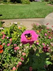 Bombus pensylvanicus