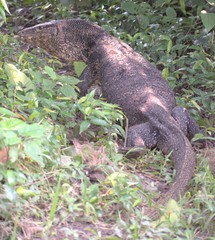 Varanus salvator