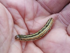 Trichordestra liquida