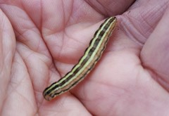 Trichordestra liquida
