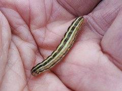 Trichordestra liquida
