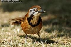 Lesser Necklaced Laughingthrush photo 3