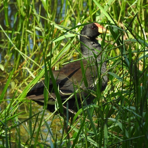Lesser Moorhen (Paragallinula angulata), photo 6
