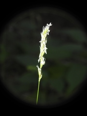 Sesleria