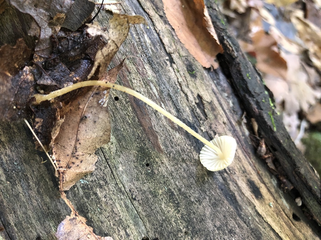 Mycena citrinomarginata from Indiana Dunes State Park, Chesterton, IN ...