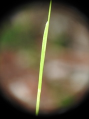 Sesleria