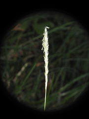 Sesleria