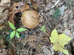 Aureoboletus russellii