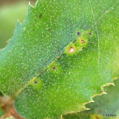 Aceria mackiei
