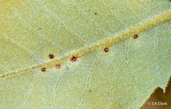 Aceria mackiei
