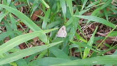 Ypthima horsfieldii humei