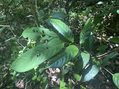 Fissistigma glaucescens